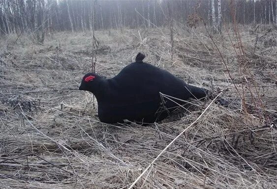 Содержание тетеревов