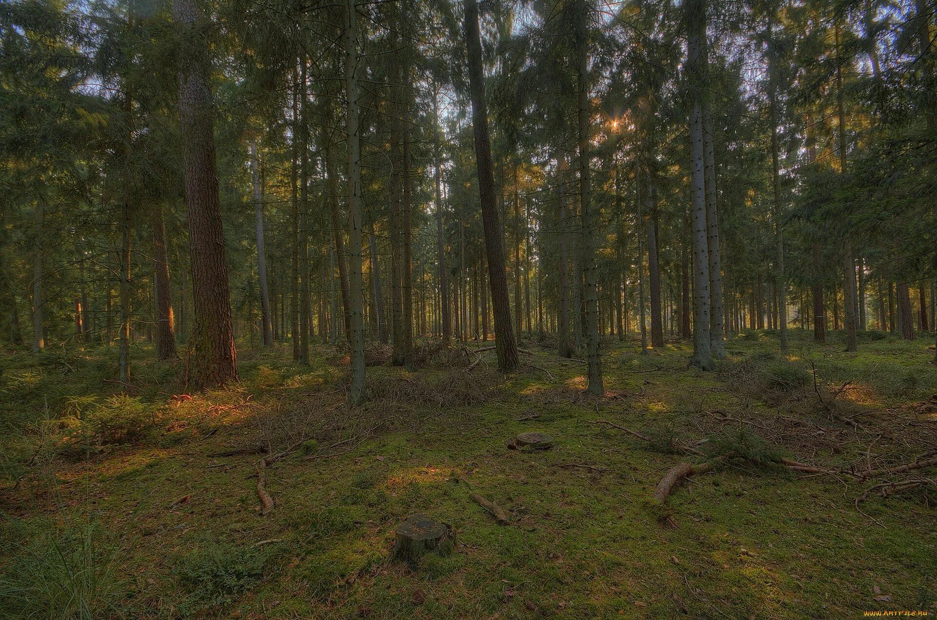 Хвойный,лес бор кострома. Под опушкой леса. Поляна в лесу. Под опушкой леса. Опушка леса ярусы.