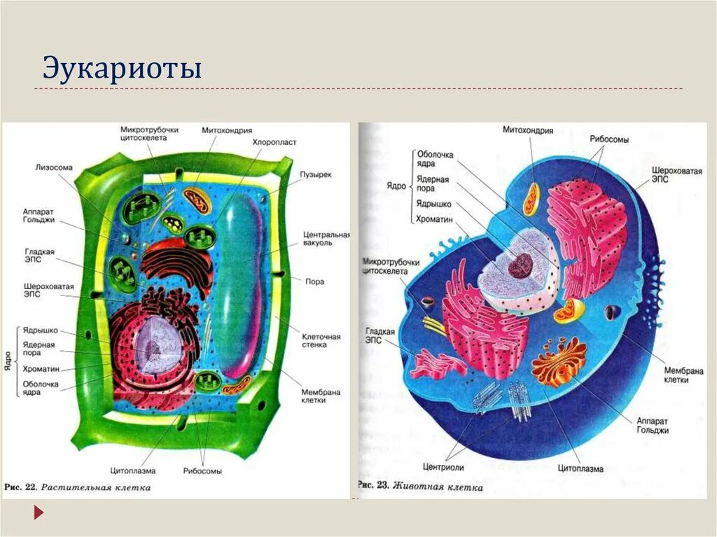 В состав эукариотической клетки входят. Структура клетки эукариот. Строение клетки эукариот. Строение животной клетки эукариот. Состав эукариотической клетки.