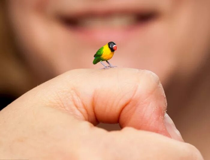 самые маленькие животные на планете. самая маленькая кошечка. очень маленький. крошечный получать. самое маленькое животное на земле.