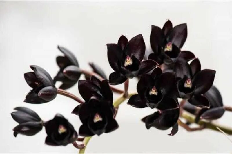Pin von Катерина Пономарева auf флористика Blumen, Orchideen