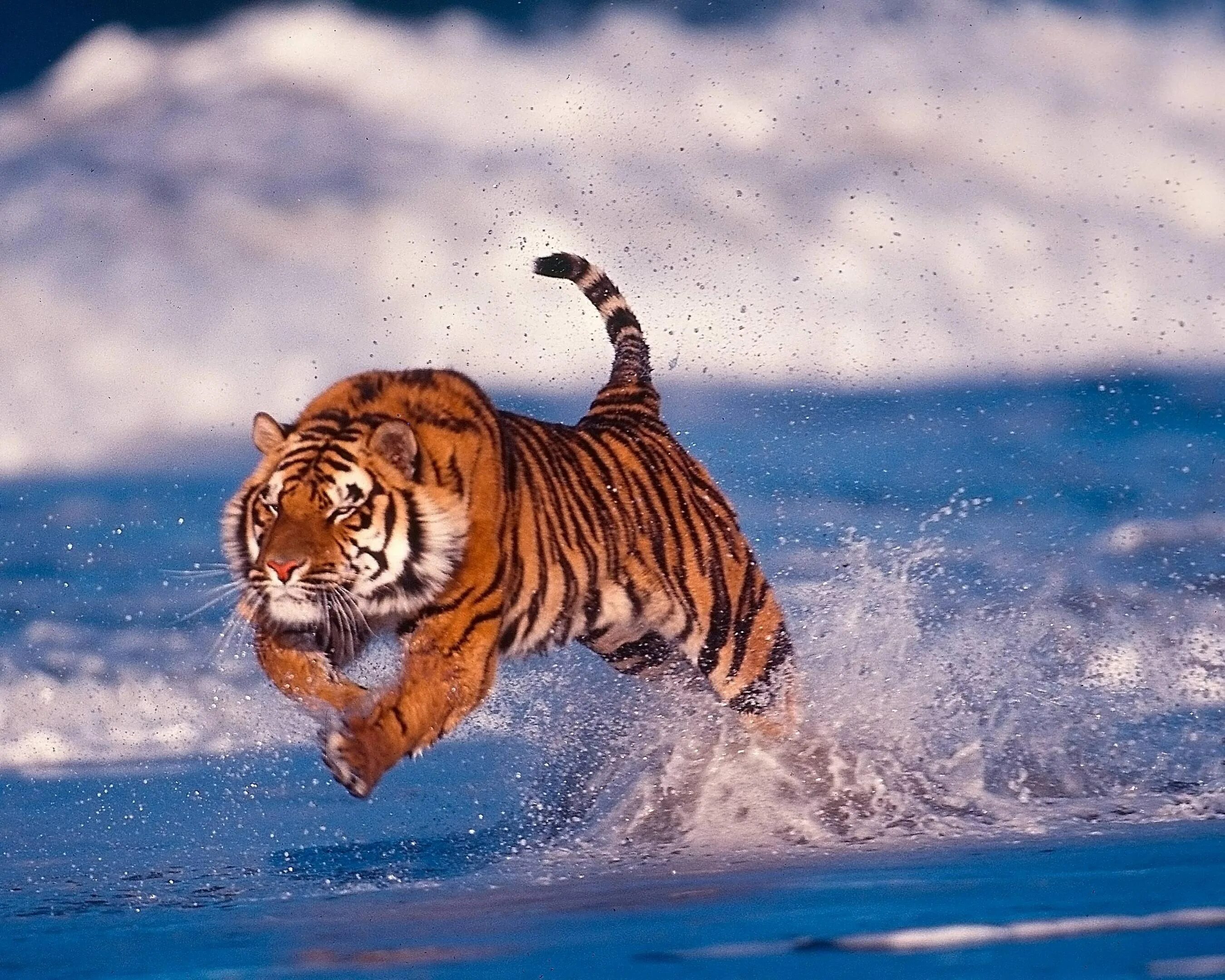 Амурский тигр. Уссурийская Тайга Амурский тигр. Амурский тигр, море. Уссурийский тигр тигр в прыжке.