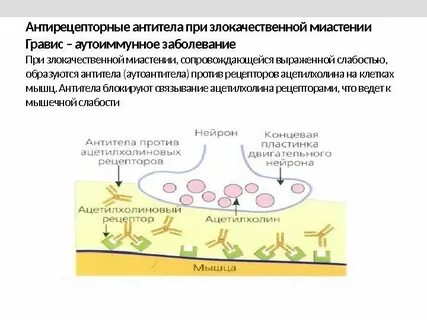 Аллергические антитела