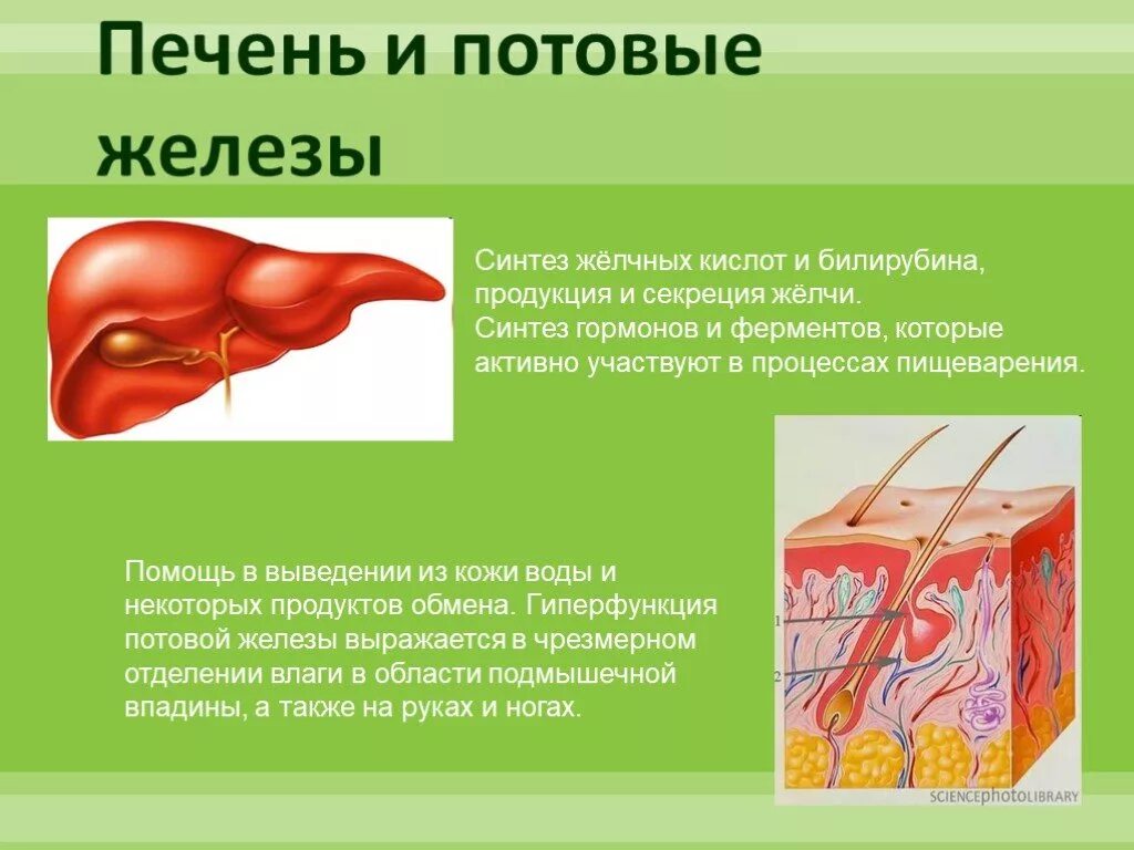 Потовая железа секреция. Потовые железы вырабатывают гормоны. Гормоны выделяемые потовыми железами. Печень внутренняя железа