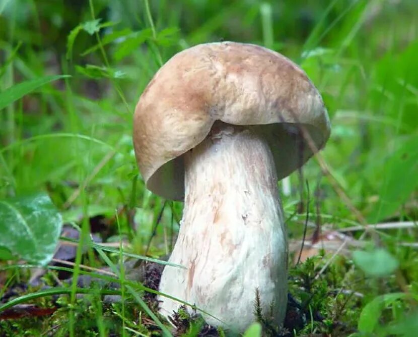 Боровик березовый. Белый гриб берёзовый boletus betulicola. Боровик на березе. Боровик на березе. Боровик белый с белой шляпкой.
