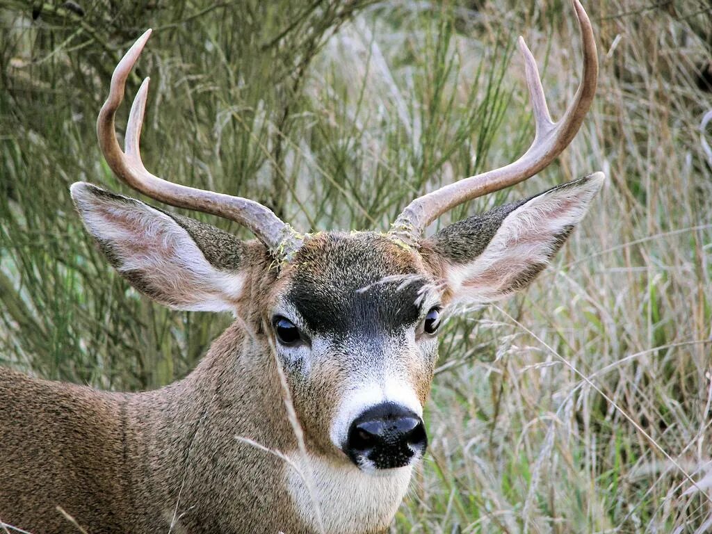 какого цвета нос у оленя. зрачки оленя. какого цвета нос у оленя. глаза оленя. глаза северного оленя.