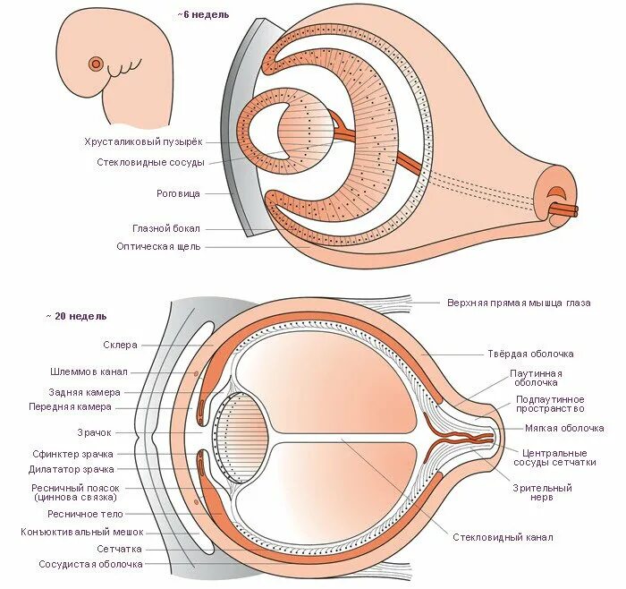 Формирование органов человека. Эмбриогенез глазного яблока. Формирование глаза в эмбриогенезе. Эмбриональное развитие глаза схема. Развитие глазного яблока схема.