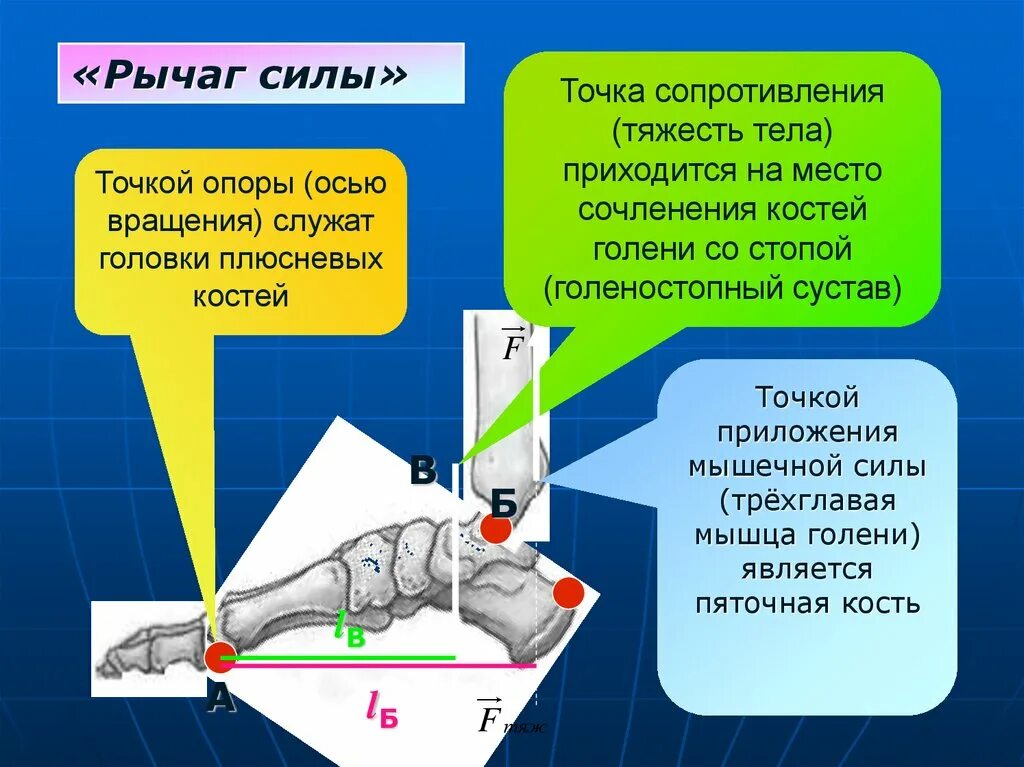 Рычаг силы. Рычаг точка приложения силы. Ось вращения рычага. Рычаг силы стопа. Рычаг 1 метр сила