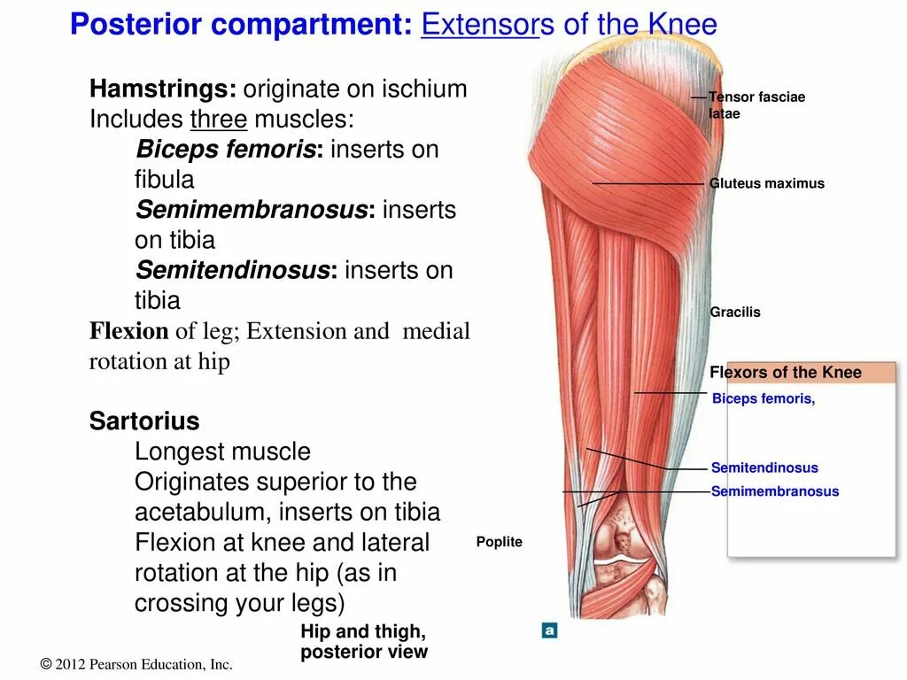 Thigh hip разница. Flexors and extensors of the Hip. Posterior Knee muscles. Hip Flexor muscles. Hip Flexors мышца.