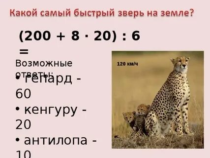 Какое животное является самым быстрым