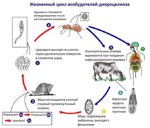 Цикл развития ланцетовидной двуустки схема. Dicrocoelium dendriticum жизненный цикл. Цикл развития ланцетовидного сосальщика. Жизненный цикл ланцетовидного сосальщика схема.