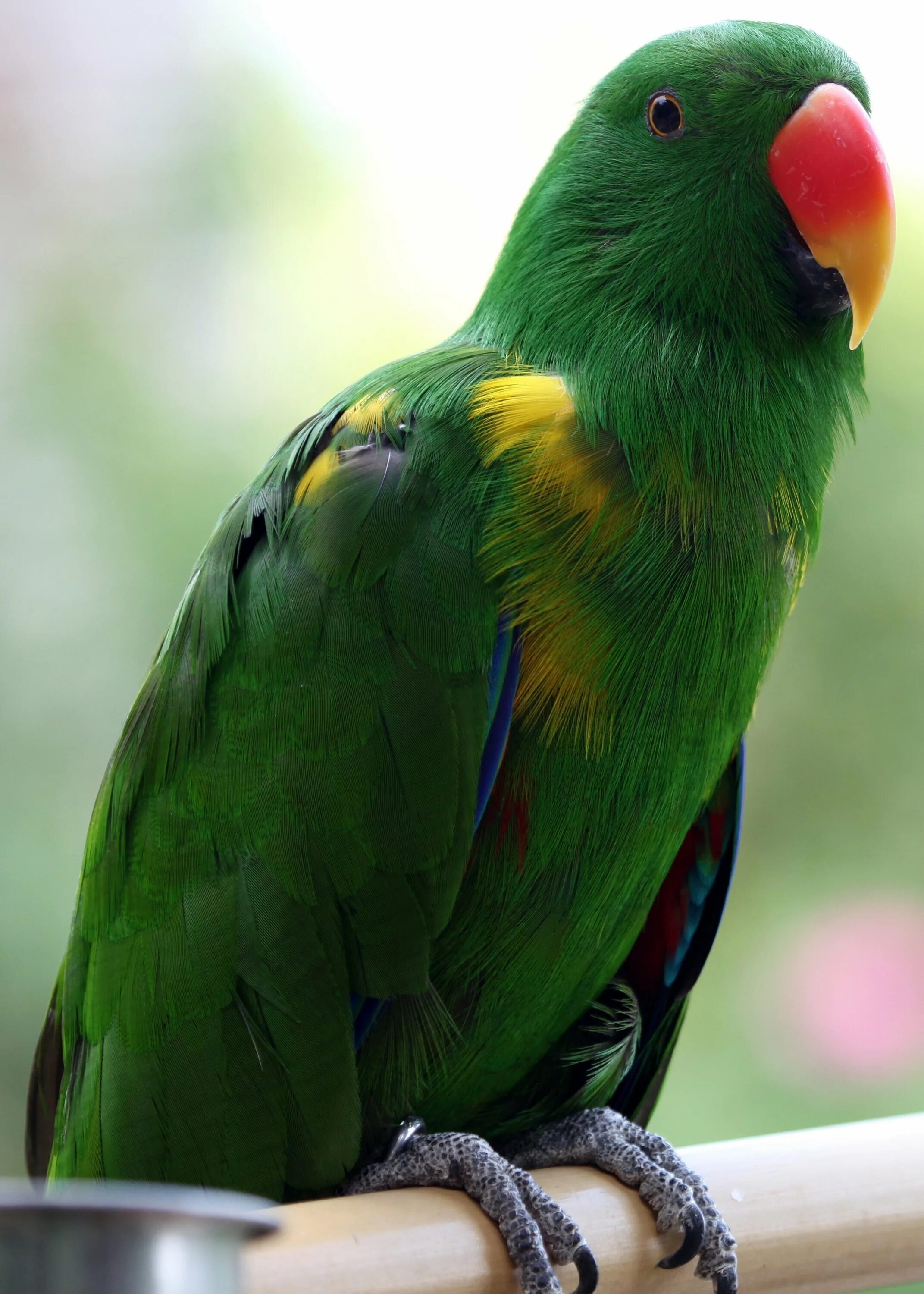 Какаду лорикет. Попугай Какаду зеленый. Лорикет попугай зеленый. Лорикет аратинга. Curl parrot