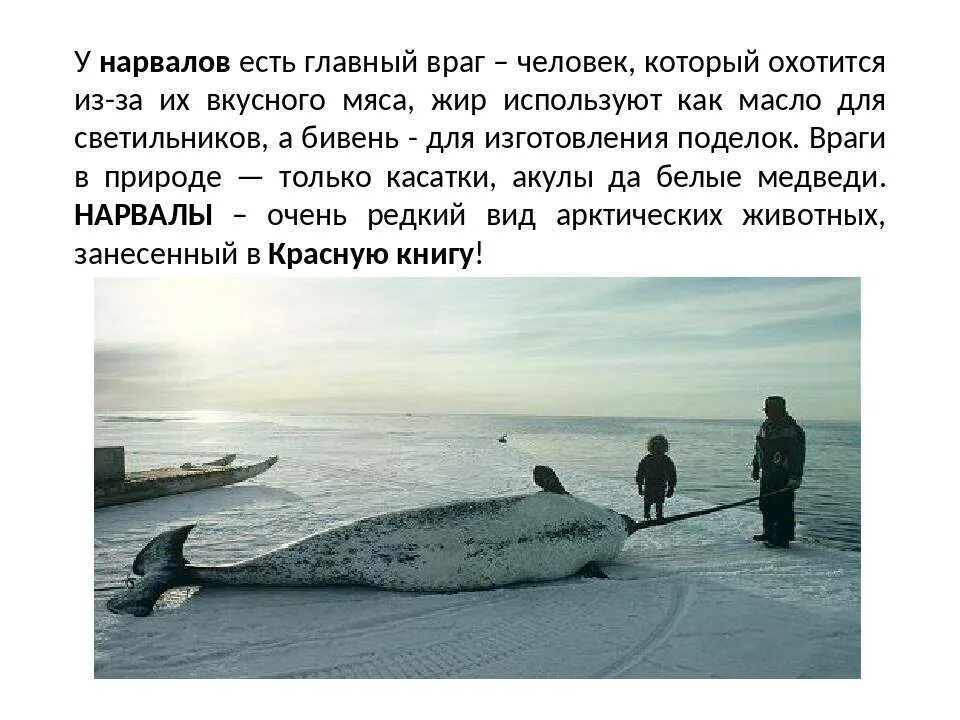 Дельфин нарвал. Нарвал морской единорог. Арктический кит нарвал. Нарвал чем питаются. Дельфин нарвал.