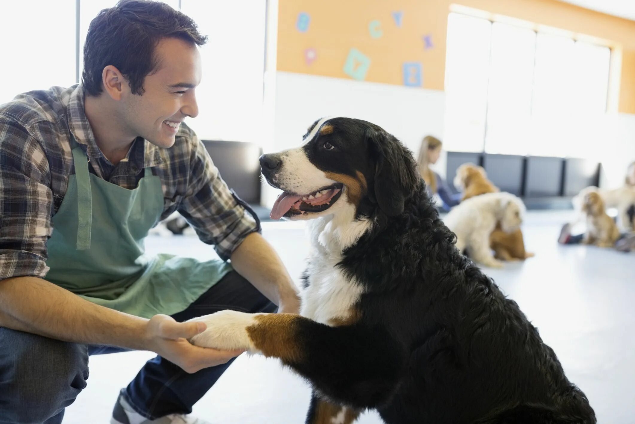 Top pets. Dog Day Care. Бизнес дог. Выгодный бизнес собаки. Фото Dog Day.