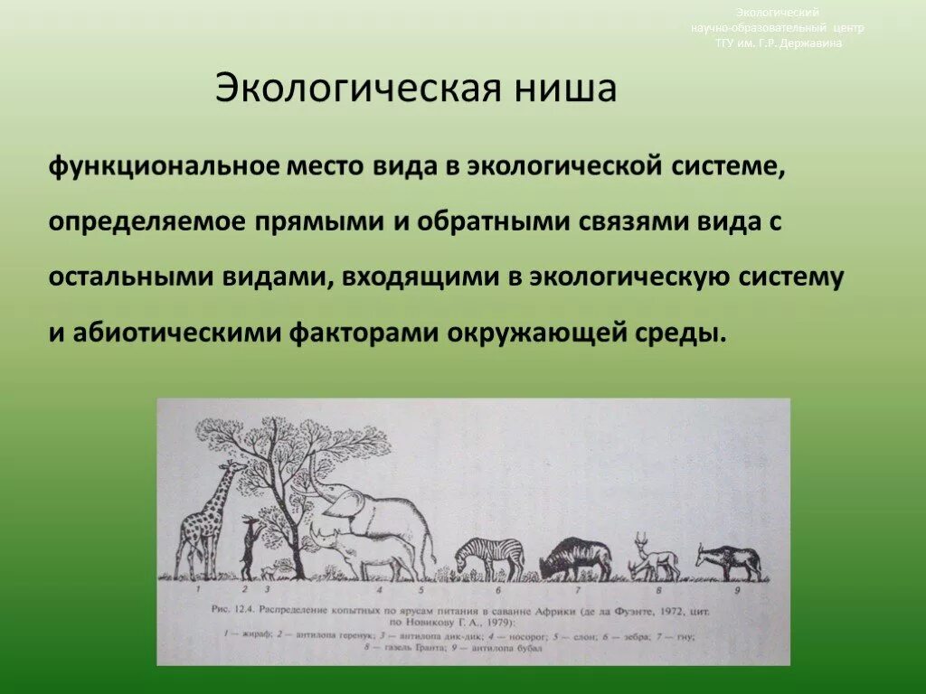 Экологической нишей является ярус