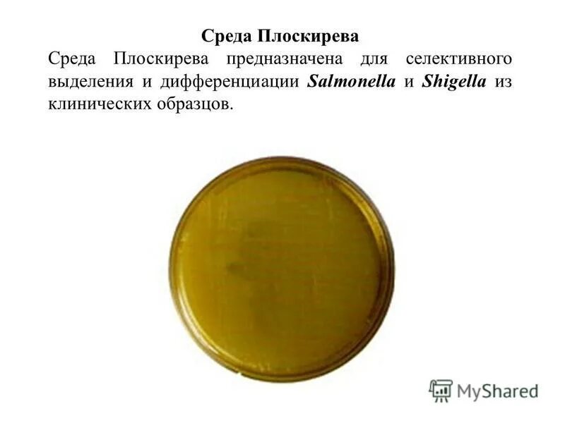 среда плоскирева микробиология. среда плоскирева микробиология. питательных среды плоскеревича. шигеллы на среде плоскирева левина. среда плоскирева микробиология.