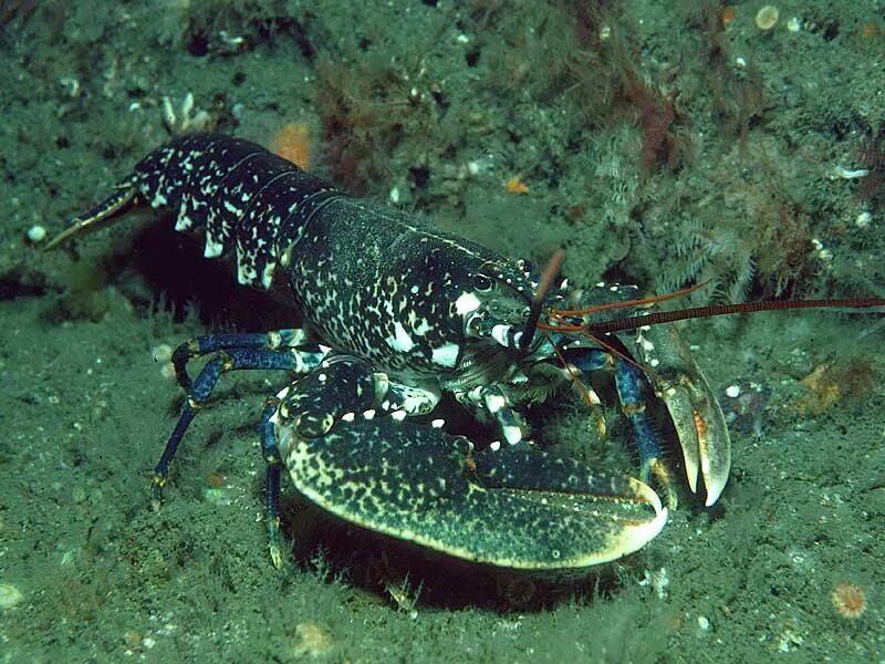 Ракообразные Омар морской. Лангусты ракообразные. Homarus Gammarus. Европейский Омар. Рака така