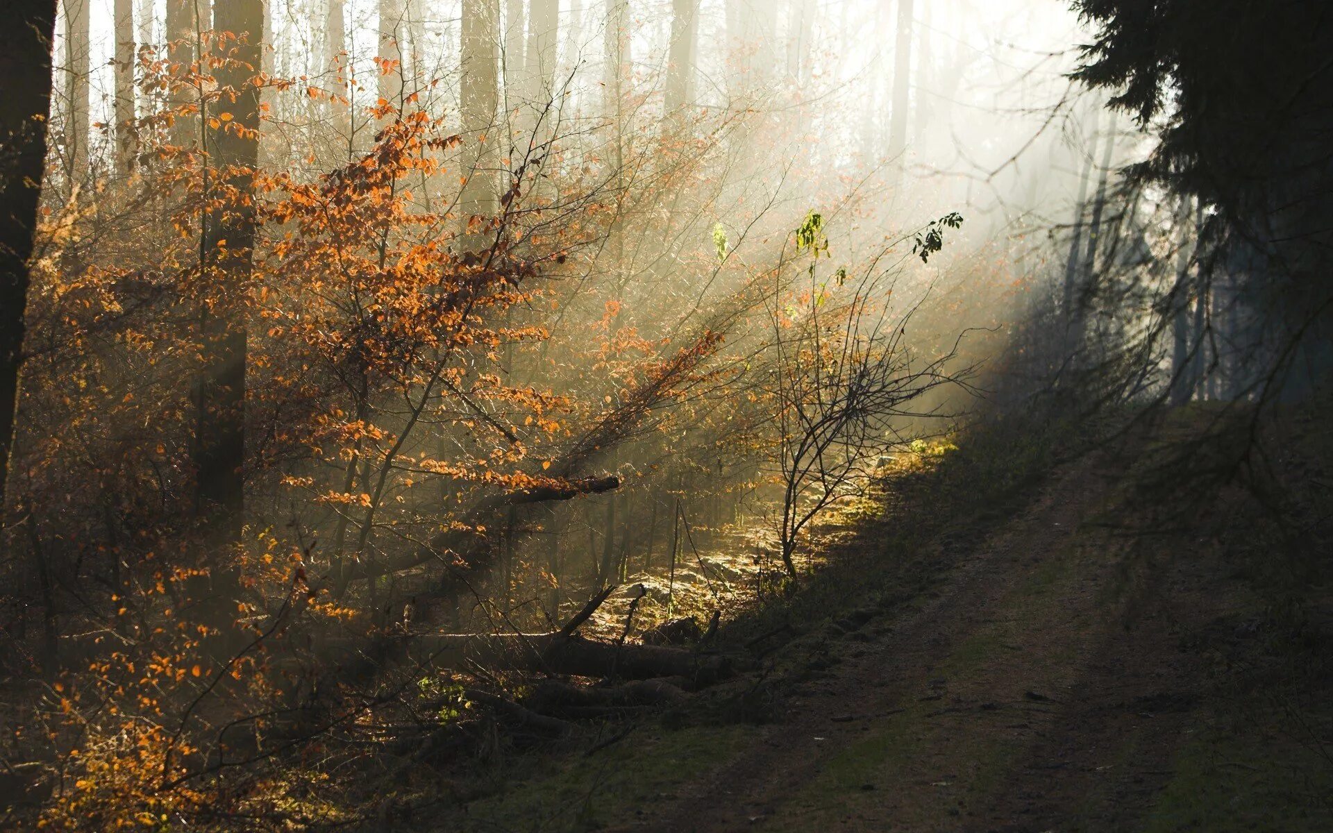 Дождь в лесу стих. Туманный пейзаж. Лес в тумане. Дождливый лес. Утро в лесу.