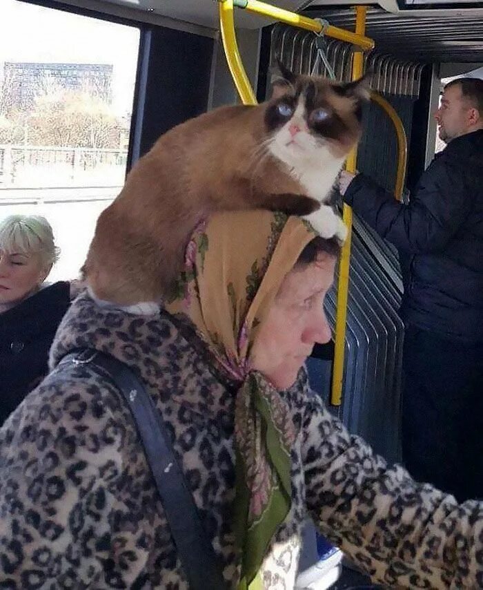 Кошка едет в автобусе. Кот автобус. бабка в автобусе. коты в общественном транспорте. котик в автобусе.