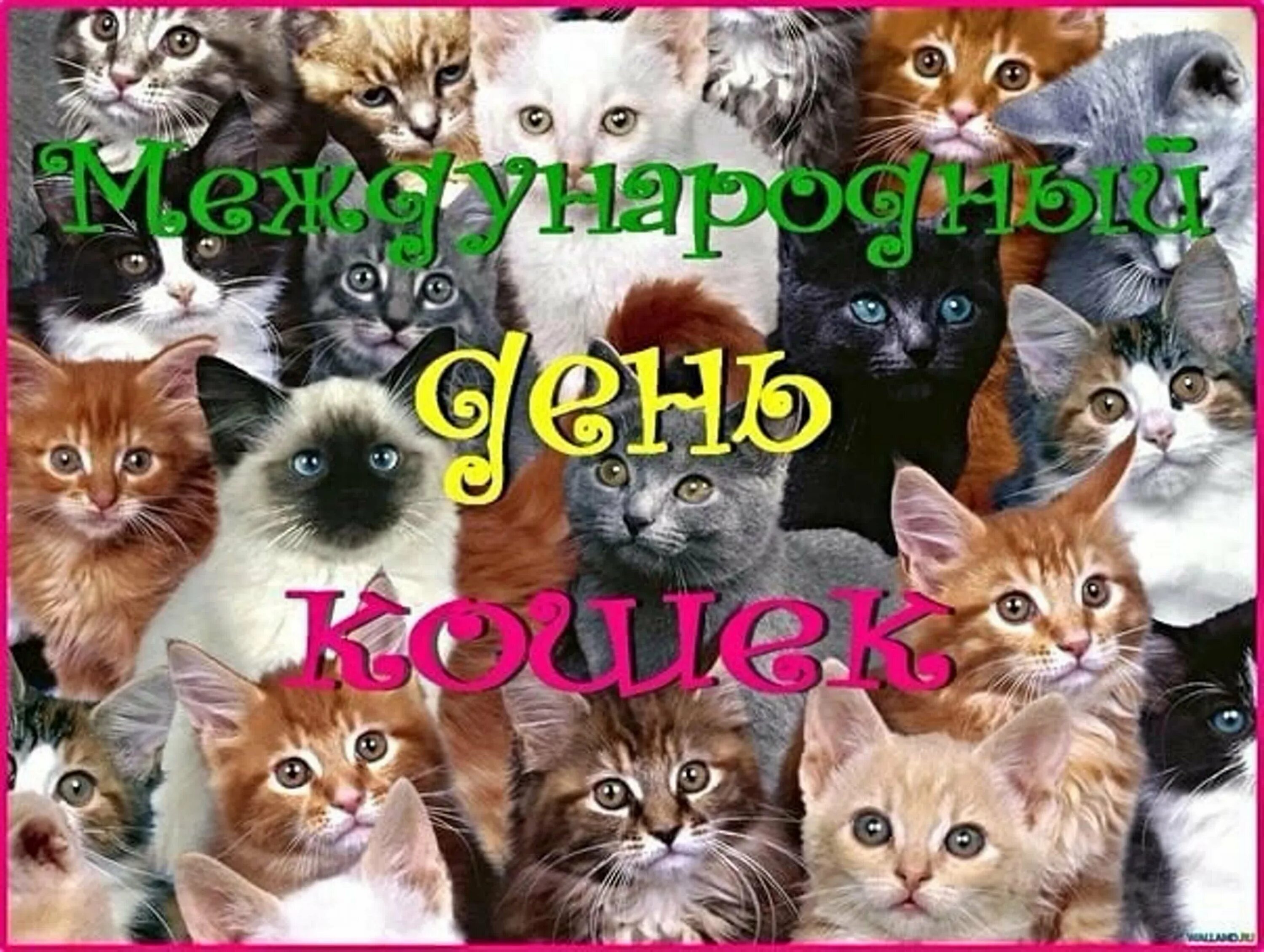 Всемирный день кошек. Всемирный день кошек 8 августа. Всемирный день кошек открытки. Международный день Коше.