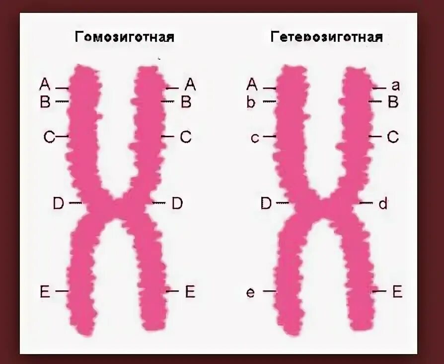 Гомозигота это в генетике. Гетерозиготные хромосомы. Гены и аллели. Хромосомы гены аллели. Гомозиготные хромосомы.