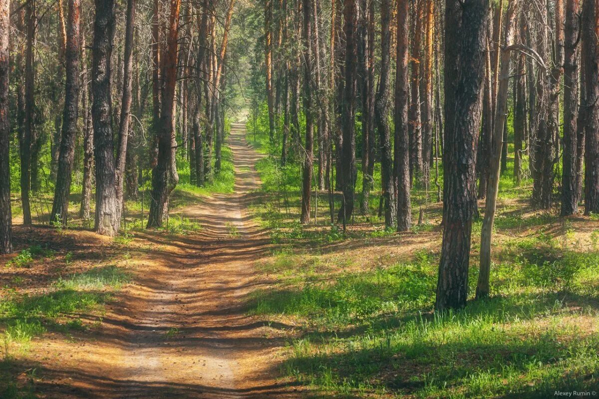 бузулукский сосновый бор. какие леса в самаре. какие леса в самаре. какие леса в самаре. ягодинский лес осенью тольятти.