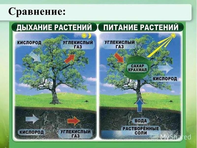 Фотосинтез дыхание минеральное питание растений. Питание и дыхание растений. Процесс питания растений. Процесс дыхания и питания растений. Как питаются растения.