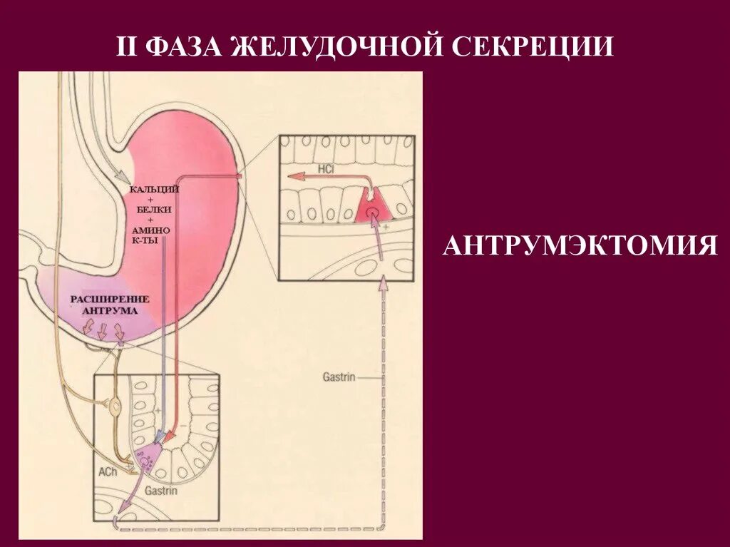 Фазы секреции по павлову. Кишечная фаза желудочной секреции схема. 2 фаза секреции желудка. фазы регуляции желудочной секреции. фазы регуляции секреции желудочного сока.