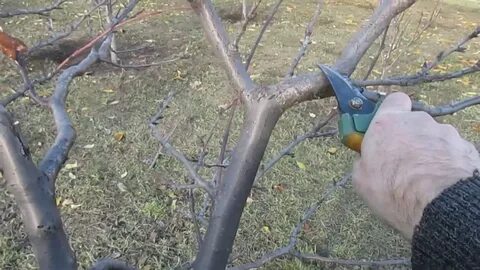 Как обрезать плодовое дерево видео