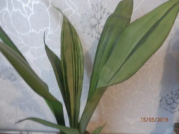 сансевиерия мутант. сансевиерия лауренти аубрутиана. сансевиерия муншайн блэк. сансевиерия frozen. сансевиерия крокодил.