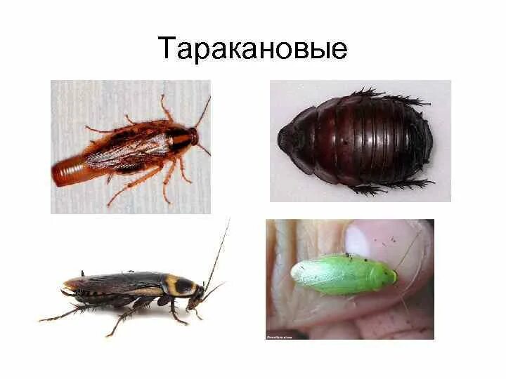 Тип черного таракана