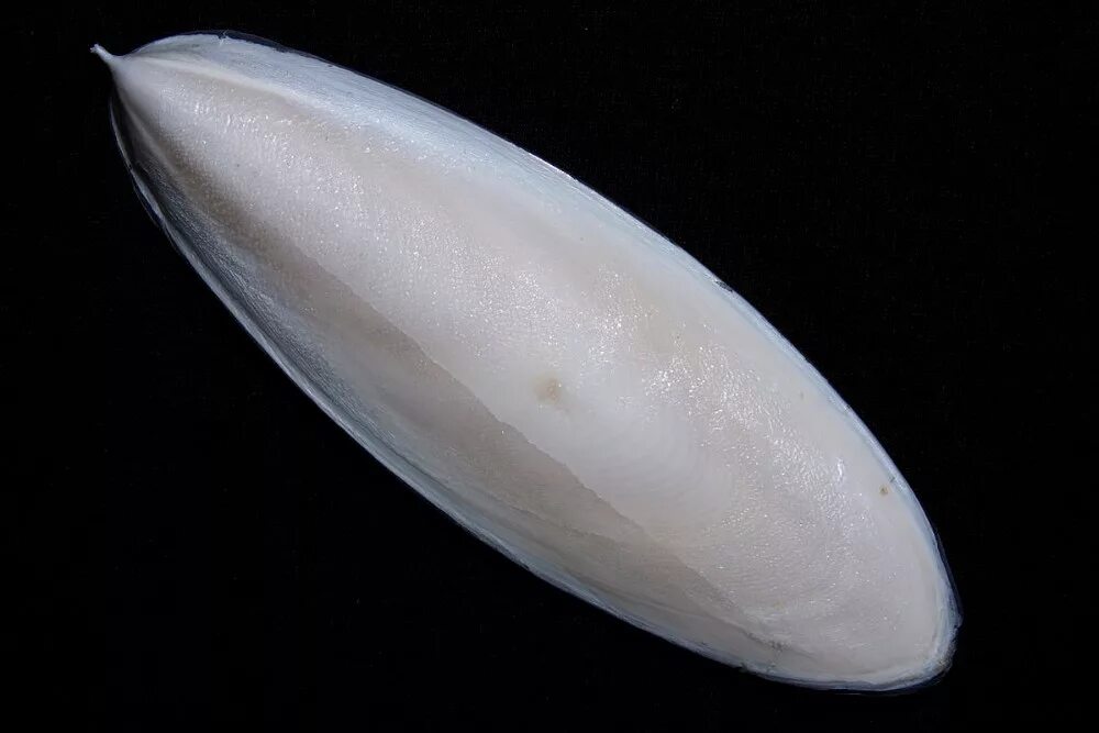 Сепия оффициналис. Каракатица sepia officinalis. Сепион каракатицы. Сепион каракатицы. Сепион каракатицы.