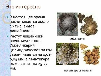 Какую среду обитания освоил лишайник впр