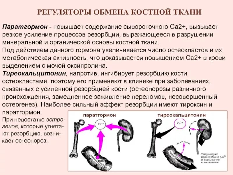 Был сильный эффект. Регуляторы обмена костной ткани. Регуляция обмена костной ткани. Влияние гормонов на формирование хрящевой и костной ткани. Регуляция минерального обмена в костной ткани.