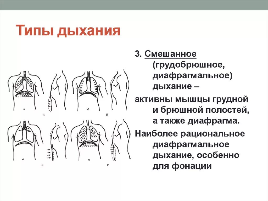 Грудной тип дыхания характерен для. Типы дыхания грудной брюшной и смешанный. Тип дыхания грудное брюшное смешанное. Грудной и брюшной Тип дыхания. Типы дыхания у человека грудной брюшной смешанный.