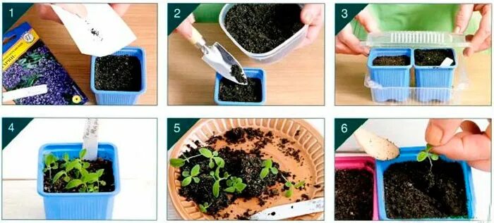 Гелиотроп посев семян на рассаду. Гелиотроп морской бриз. Гелиотроп цветок. Гелиотроп посев семян на рассаду. Цветок однолетник гелиотроп.