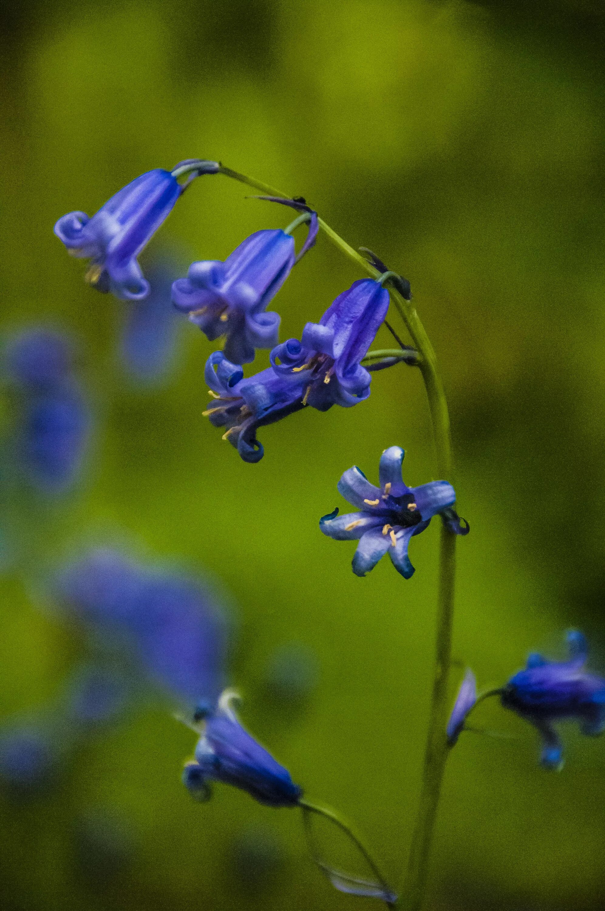 Колокольчик цветок в лесу. Кампанула синий колокольчик. Kinclave Bluebell. Колокольчик Кэмпбелл Блю. Цветок "колокольчик".