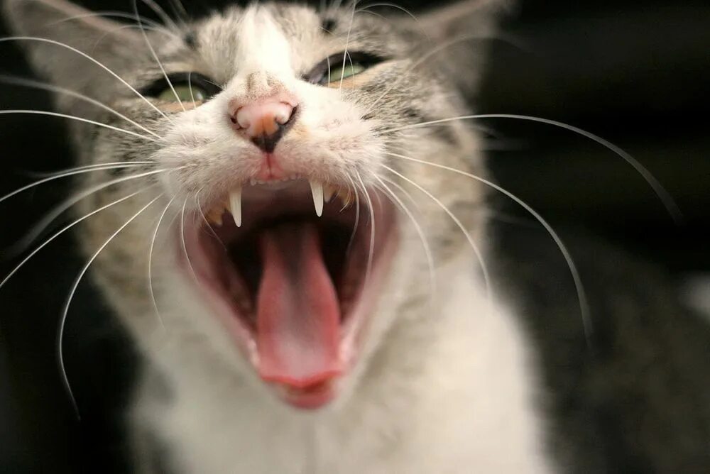 Звуки кричащих котов. Кот зевает. Кот зевает с открытыми глазами. Зевающие звери.