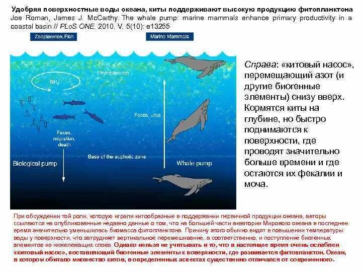 На какую максимальную глубину погружались. Глубина погружения кита. Глубина погружения китов максимальная. Максимальная глубина погружения синего кита. Глубина ныряния китов.