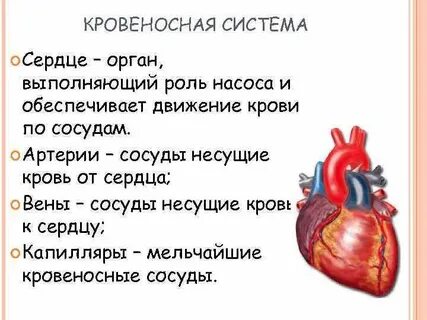 Орган выполняющий