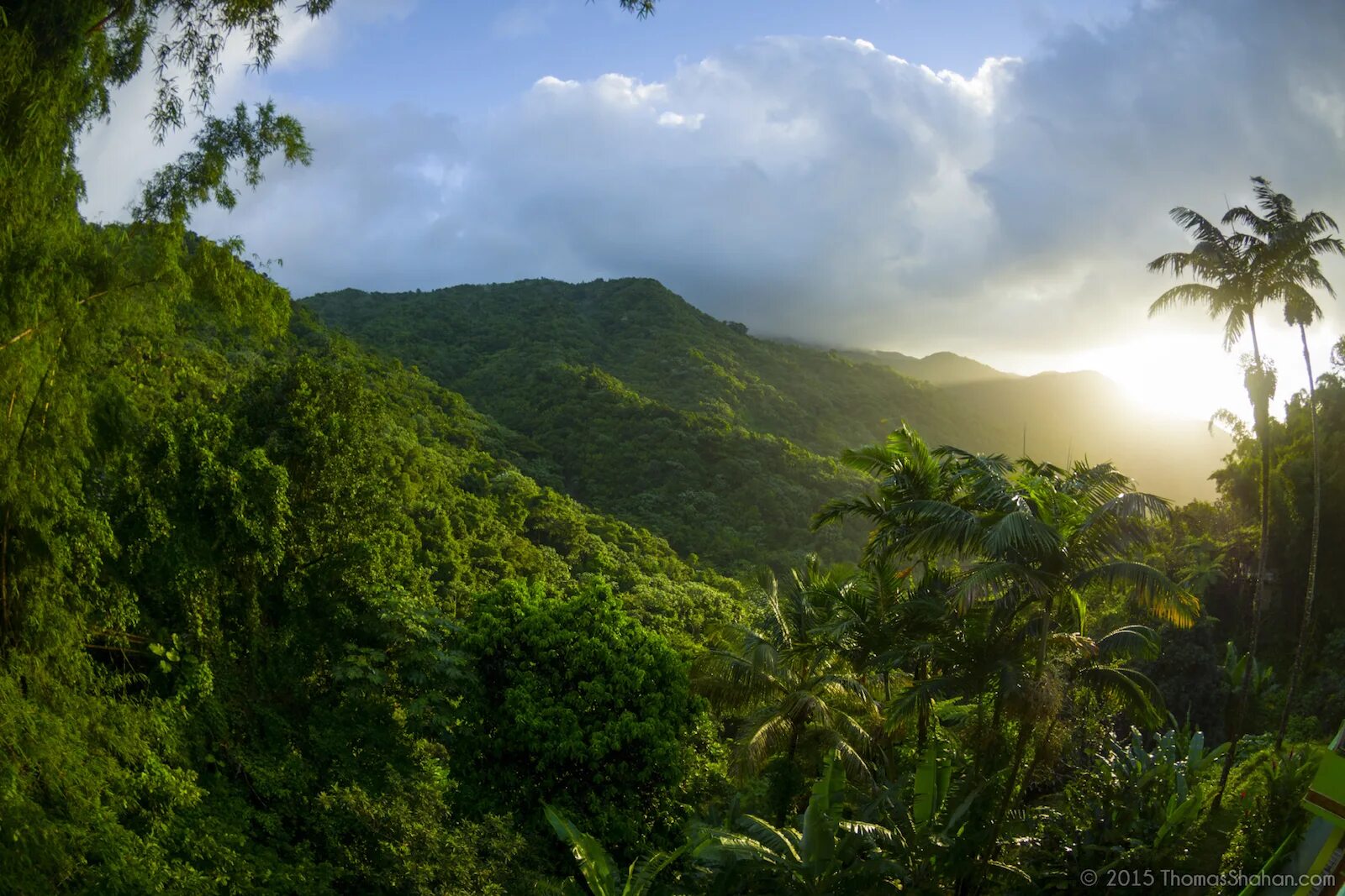 Эль Юнке Пуэрто-Рико. Национальный лес Эль-Юнке. Джунгли Пуэрто Рико. Сельва тропики.