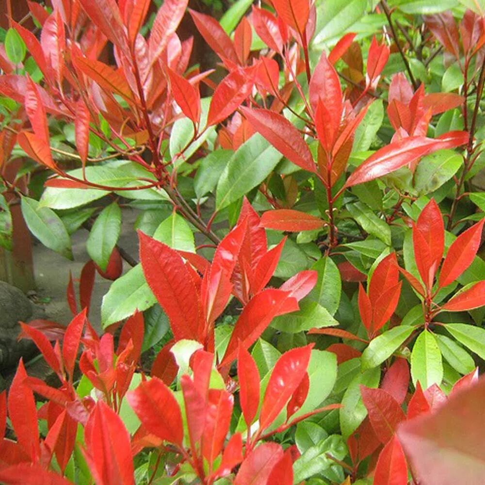 Фотиния ред робин. Дерево photinia serrulata red robin. Фотиния кустарник ред робин. Фотиния фразера red robin. Фотиния фразера литтл ред робин.