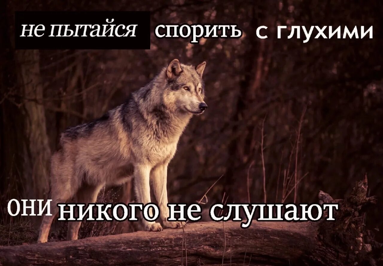 Ненавижу волков. Цитаты волка. Волчьи цитаты. Цитаты от волка. Фразы Волков.