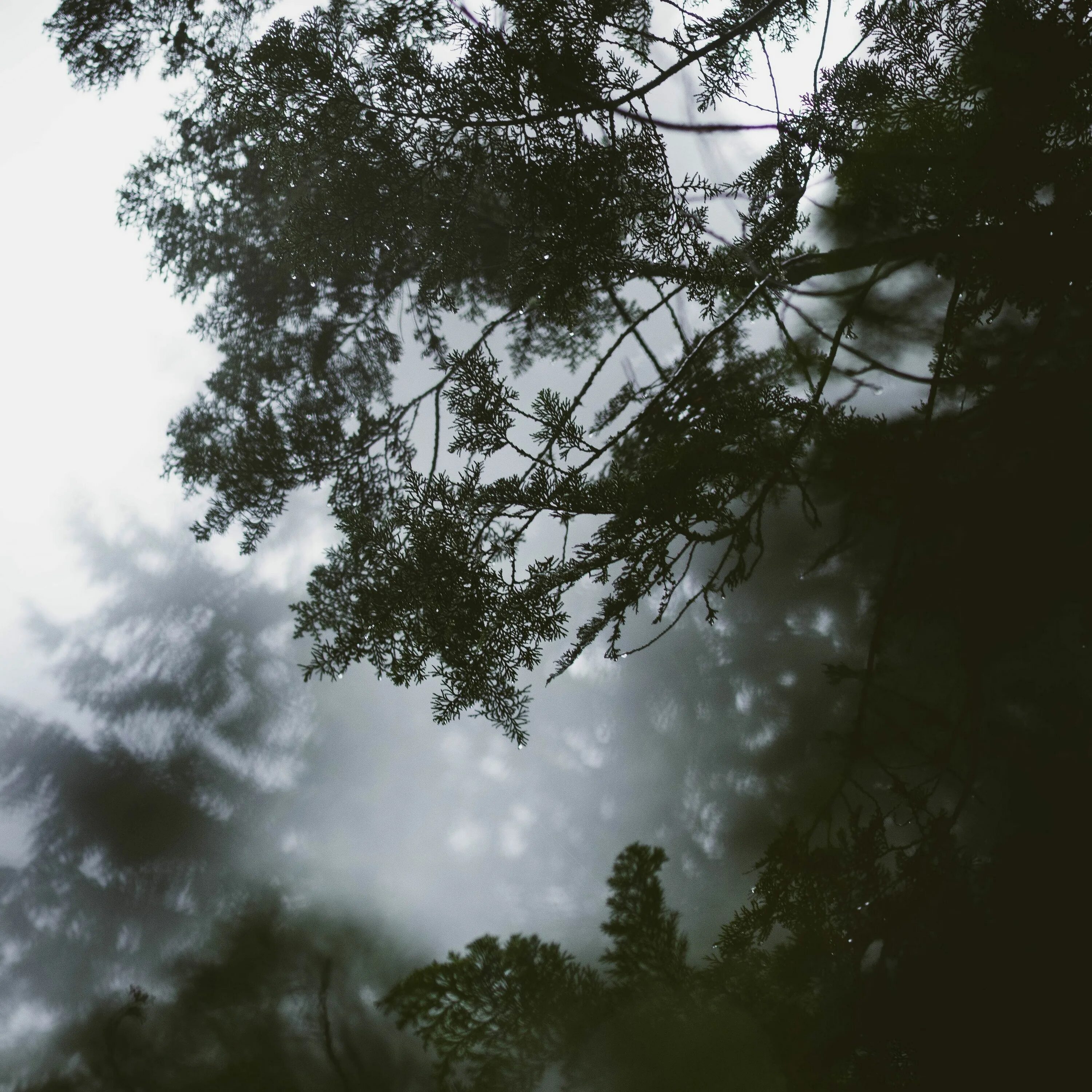 Ветвь туманного дерева. Ветки в тумане фото. Туман арт мрак HD верхушки деревьев. Плитка листья из тумана. Икона на фоне веток в тумане.