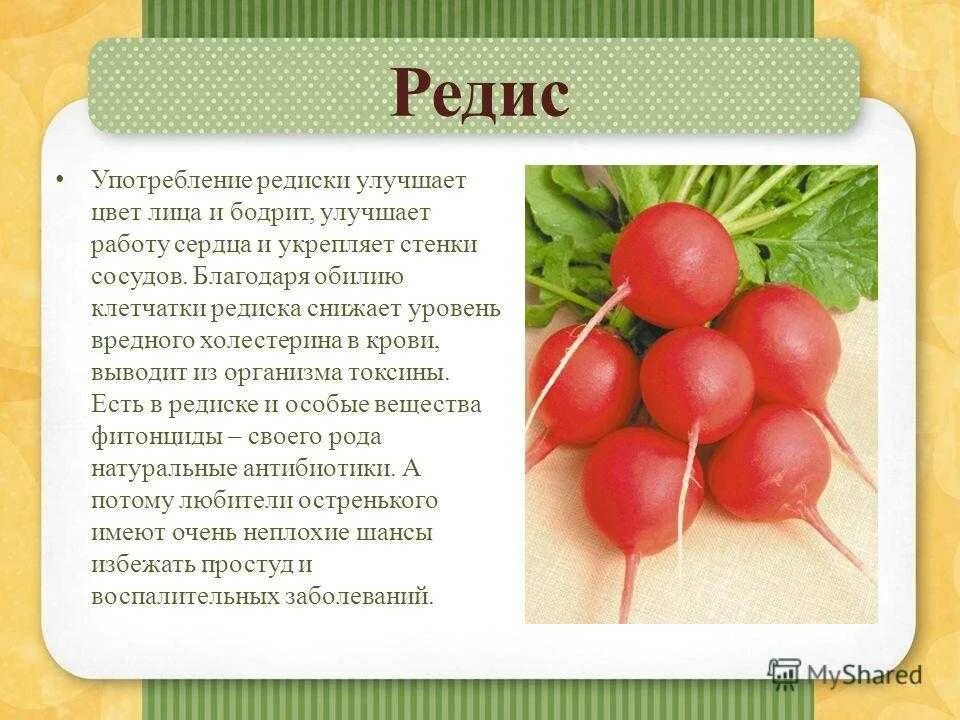 Редиска нет. Редиска. Полезные витамины в редиске. Редис польза. Редис описание характеристика.