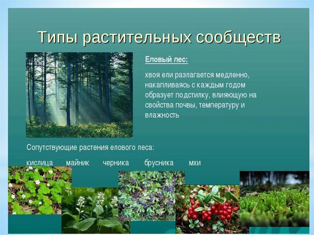 Видом средообразователем в хвойном. Растительные сообщества. Типы растительных сообществ. Растения растительного сообще. Искусственные растительные сообщества.