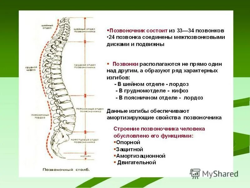 Грудной отдел позвоночника особенности. Структура позвоночника. Позвоночник человека анатомия. Особенности строения позвоночника. Нумерация позвонков в позвоночнике.