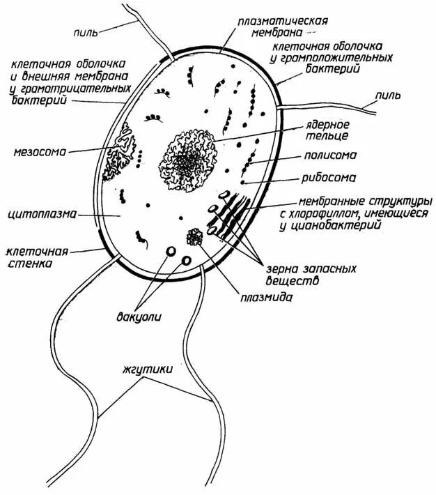 Прокариоты рисунок. Строение прокариотической клетки. Структура прокариотной клетки. Схема строения прокариотической клетки. Схема строения прокариотической бактериальной клетки.