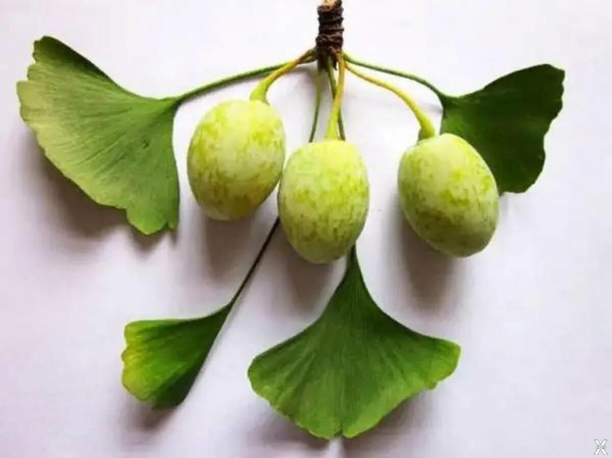 Гинкго двулопастный плоды. Гинкго билоба двулопастный. Гинкго двулопастный дерево. Гинкго двулопастный шишки.