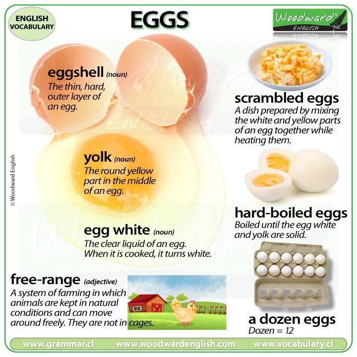 Как по английски будет яйцо. Egg Vocabulary. Eggs на английском языке. Cooking Eggs in English. Egg яйцо Eng.